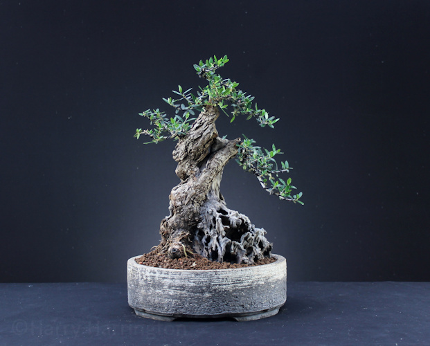 olive bonsai olea